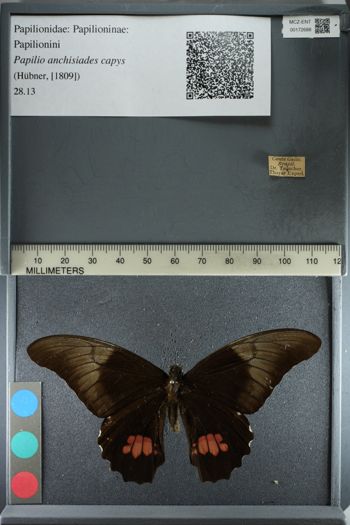 Media type: image;   Entomology 172688